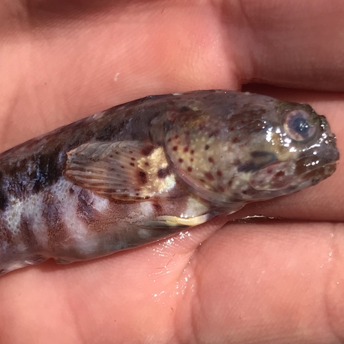 Geelvin-franjekop (Neoclinus stephensae) — Chaenopsidae — 2