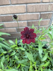 Cosmos atrosanguineus