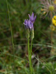 Scorzonera purpurea