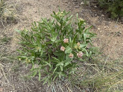 Asclepias hallii