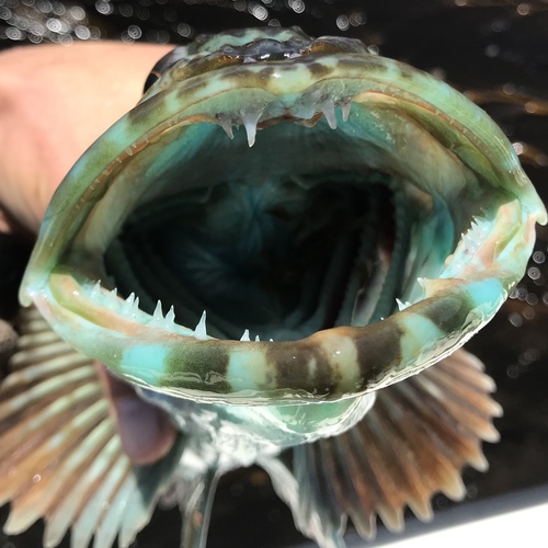 Alaska ling cod (Ophiodon elongatus) — Hexagrammidae — 3