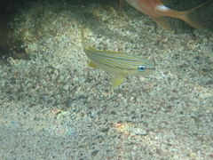 Haemulon flavolineatum