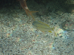 Haemulon flavolineatum