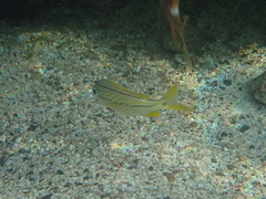 Haemulon flavolineatum