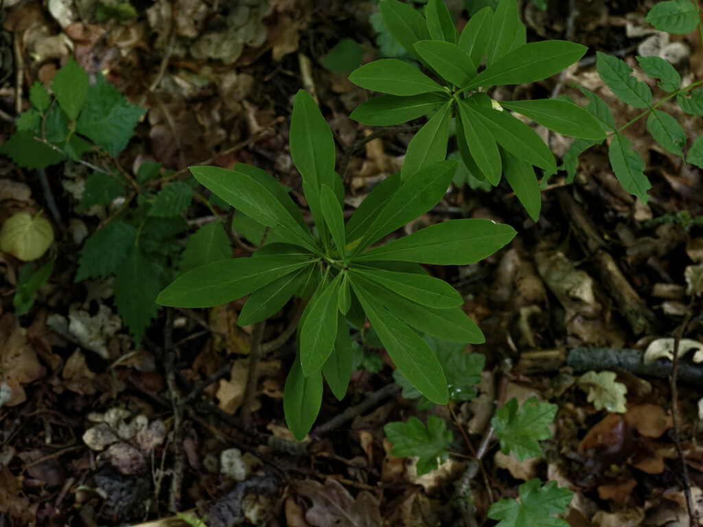 Mezereon from Kyffhäuserkreis, Thüringen, Germany on May 24, 2022 at 02