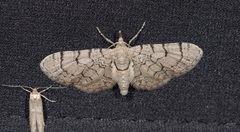 Eupithecia silenicolata
