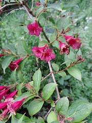 Weigela florida