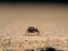 Harmochirus insulanus