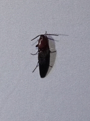 Parallelostethus attenuatus
