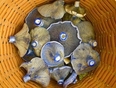 Lactarius indigo
