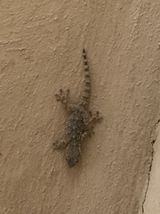 Tarentola mauritanica