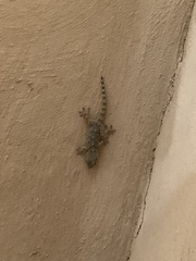 Tarentola mauritanica