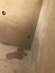 Tarentola mauritanica