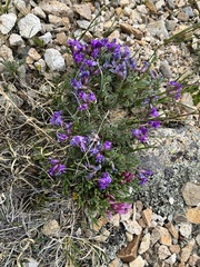 Oxytropis podocarpa