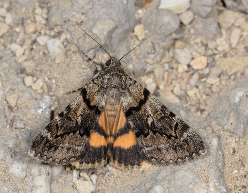 Oak Yellow Underwing
