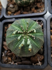 Euphorbia obesa