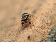 Harmochirus insulanus