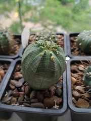 Euphorbia obesa