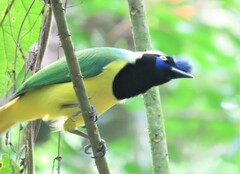Cyanocorax yncas galeatus
