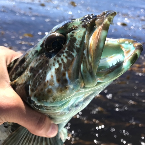 I love the colours on lingcod and greenling, it surprised me when I told my  buddy who's been fishing over a decade they were part of the same family  (Hexagrammidae) and he didn't believe me until I showed him. What are some  of the prettiest or coolest fish