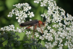 Cantharis pellucida