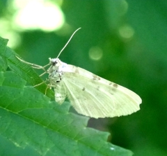 Xanthorhoe montanata