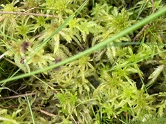 Sphagnum denticulatum