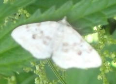 Xanthorhoe montanata