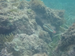 Halichoeres bivittatus