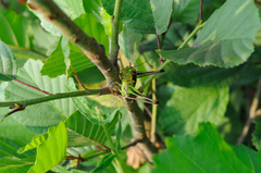 Eupholidoptera chabrieri