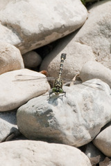 Onychogomphus forcipatus