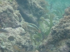 Halichoeres bivittatus