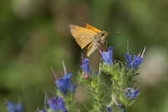 Ochlodes sylvanus