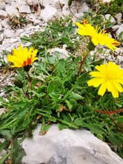 Hypochaeris robertia