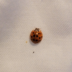 Harmonia axyridis