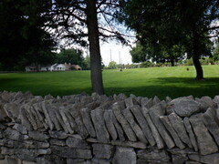 Juniperus virginiana