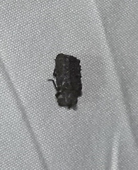 Bolitotherus cornutus