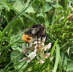 Bombus rupestris