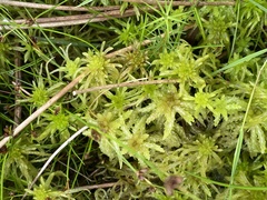 Sphagnum denticulatum