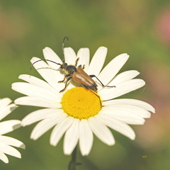 Trigonarthris proxima