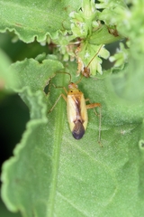Adelphocoris suturalis