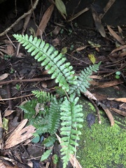 Hymenasplenium apogamum