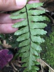 Hymenasplenium apogamum