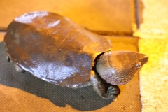 Platysternon megacephalum