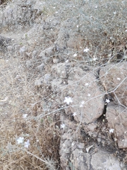 Gypsophila capillaris