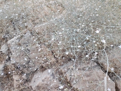 Gypsophila capillaris