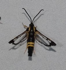 Synanthedon kathyae
