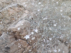 Gypsophila capillaris