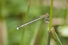 Platycnemis pennipes