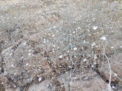 Gypsophila capillaris
